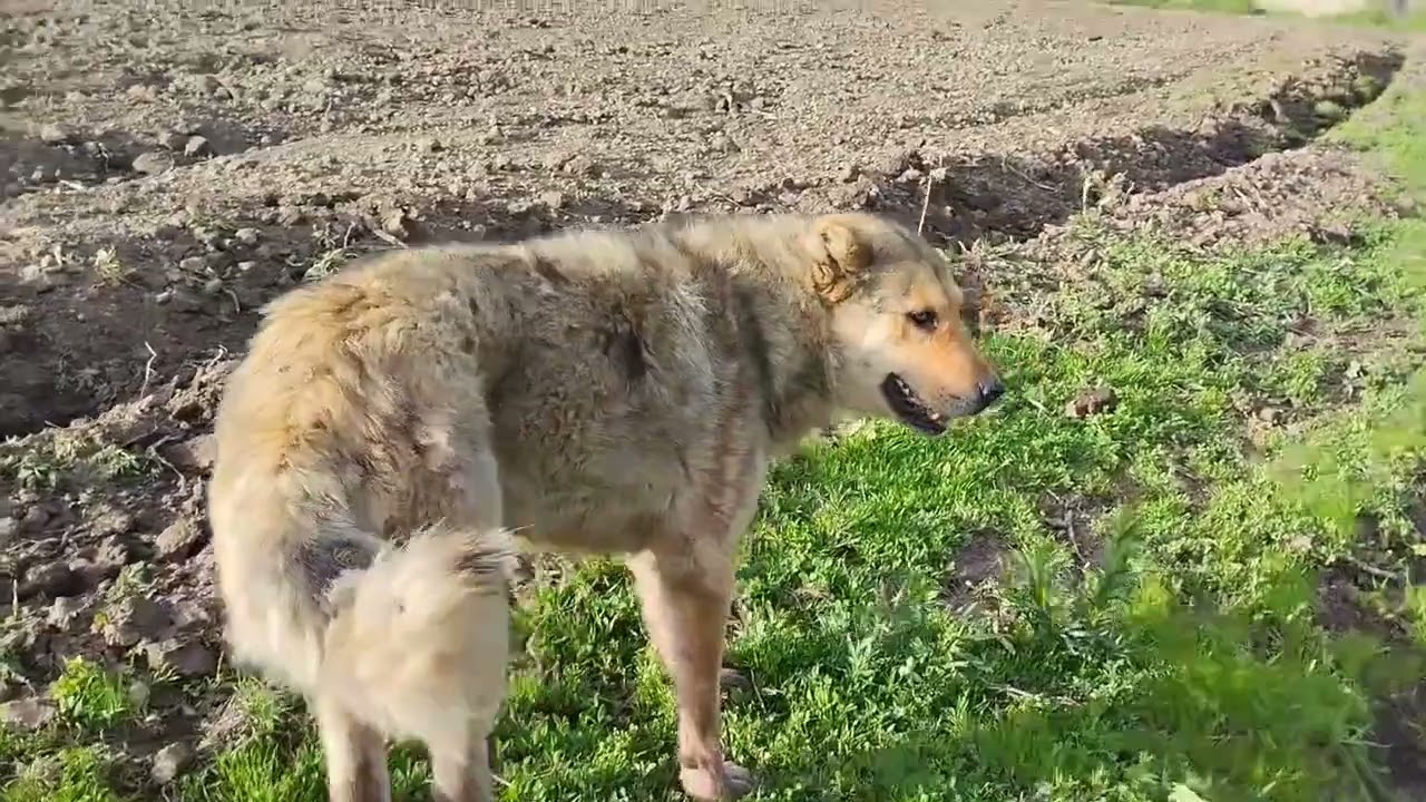 Саргой айылы