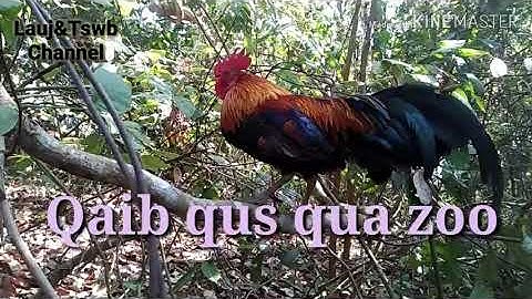Suab qaib dib coj mus dib qaib qus tuaj zoo