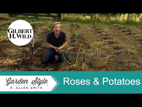 Vidéo: Où planter des roses assommantes ?