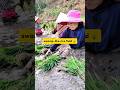 This Rice Field Will Swallow You Alive! #shorts #facts #amazingfacts #farminglife #didyouknow #viral