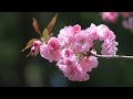 人生夢桜 / 原田悠里 Cover:山口えい子