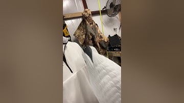 Product review-final approach full body snow goose decoys