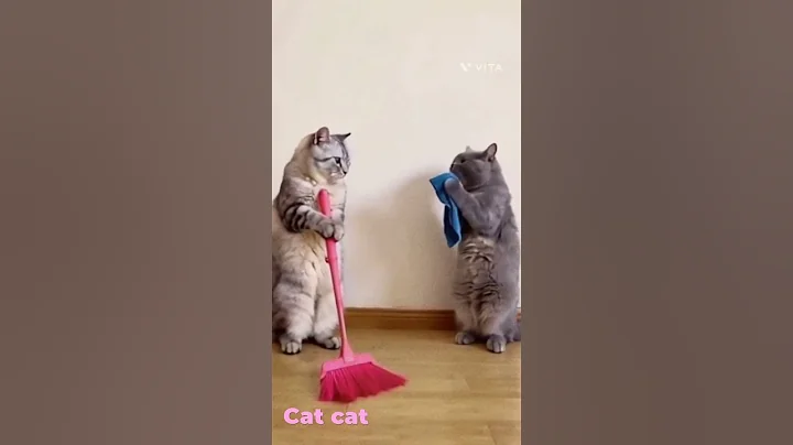Video 5558751: cat cutecat pets funnycats, cat funnycats animals cutecat, cat pets cutecat funny, funnycats catmeow pets, laugh cats dogs funny