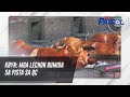 KBYN: Mga lechon bumida sa pista sa QC | TV Patrol