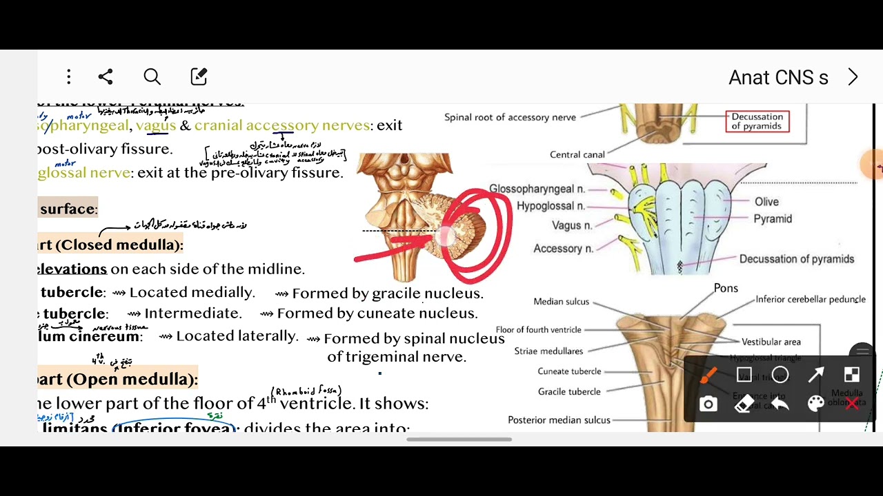 Anatomy CNS Lec 2 | Exeternal features of brainstem - YouTube