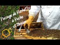 Passage des ruchettes en ruches et division apiculture