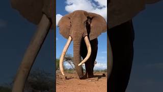 #entertainment #viral #wildlife #bbc #funnyvideo