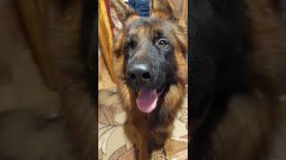 Hau Hau pies psieycie owczarekniemiecki mieszne zabawne