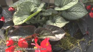 Whitaker Farms Climax Location TV Spot