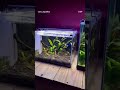 Exotic Beta Fish Collection ☺️🐠👀 #Bete #guppy #molly #goldfish #aquarium