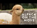Alpaca herd goes for a walk   secrets of the zoo down under