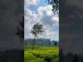 Tea estate #wayanad #kerala #teaestates #teaplantations