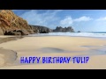 Tulip   Beaches Playas - Happy Birthday