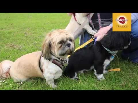great north dog walk 3min5