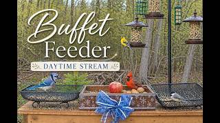 Buffet Daylight Hours 🌤️ Live Wildlife Cam | Deer, Birds &amp; Backyard Action | May 3, 2026