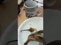 done eating lunch
