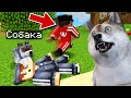 БРОДЯЧИЙ ПЕС НАПАЛ НА БАНДИТОВ В МАЙНКРАФТ! ЖИЗНЬ ЖИВОТНЫХ В MINECRAFT!