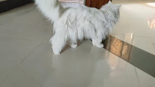 #cat video ♥️🥰 / cat playing video 📸😍/ Maine coon cat