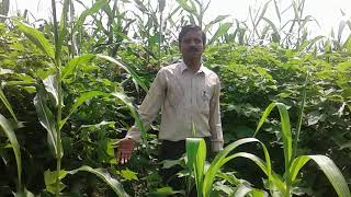 Nava Bharat fertilizers(3)