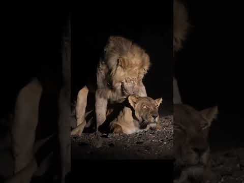 Lion Mating #wildlife #shorts #nature #viral