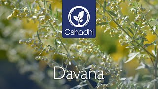 Davana (Artemisia pallens) | Essential-Oil-Plant Portrait by Dr. Malte Hozzel