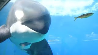 Orcas Hunting Live Fish - Orca Underwater Viewing at SeaWorld San Diego - January 4, 2024 by EchoBeluga 6,629 views 2 months ago 7 minutes, 25 seconds