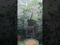 hujan di aviary