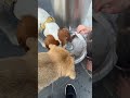 Thirsty After Playing Sunnyday Playing Funnyvideo Lol Dogshorts Sound Water Goodvibes Shorts Thirsty After Playing Sunnyday Playing Funnyvideo Lol Dogshorts Sound Water Goodvibes Shorts
