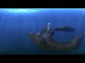 Sperm whales 360° 4K