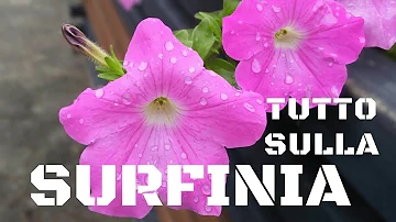 Quanto dura la surfinia?
