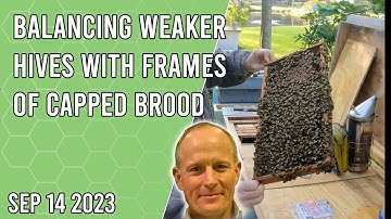 Balancing Weaker Hives with Frames of Capped Brood - Jacksonville FL Zone 9a