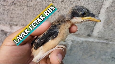 4 ciri ciri anakan cendet berkualitas bahan prospek