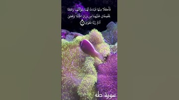 الشيخ العيون الكوشي سورة طه #quran #القرآن_الكريم #تلاوة_خاشعة #اكسبلور #duet