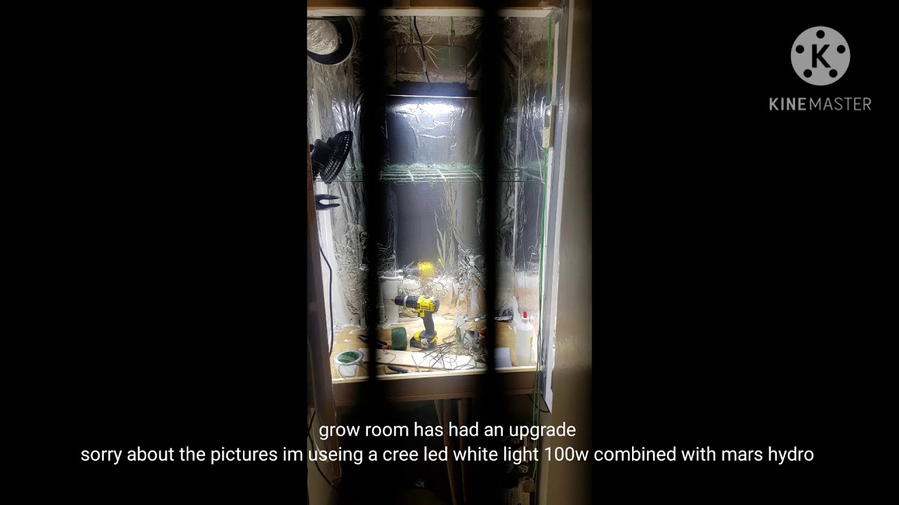 Zkittlez auto by seeds man