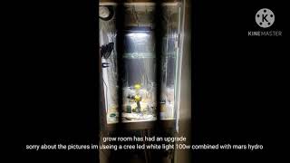 Zkittlez Auto By Seeds Man