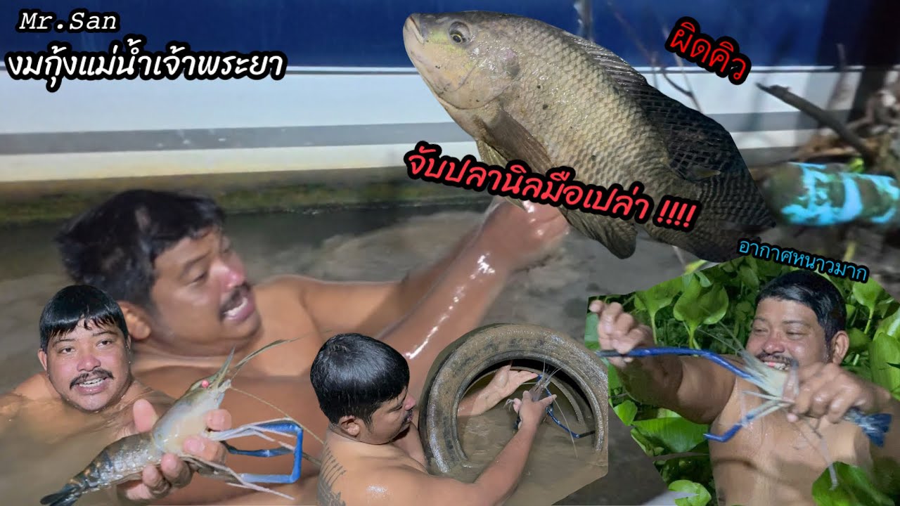 งมกุ้งในแม่น้ำเจ้าพระยา ( แต่ผิดคิว จับปลามือเปล่า !! ) #มิสเตอร์สันฟิชชิ่ง  #งมกุ้งแม่น้ำ  