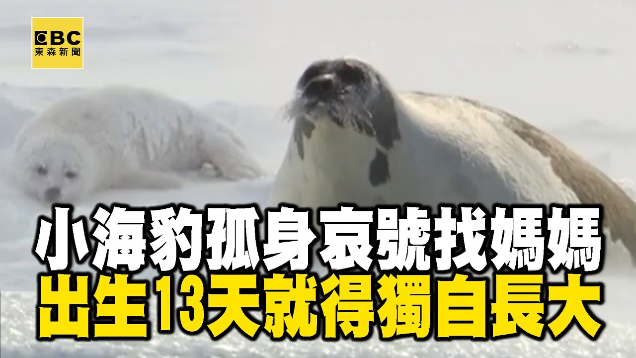 【精選】小海豹孤身一個「哀號找媽媽」！出生13天「就得獨自面對零下50度世界」@EARTHFOCUS_EBC ｜舒夢蘭