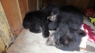 The cutest Andean Bear cubs ever