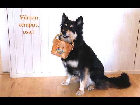 Video: Miten Re-Kennel kouluttaa koirasi