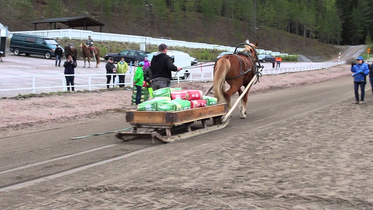 Mikko Uusimäki ja Luomutar vetokokeessa