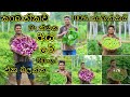 කාබනික වගාව 100 %ක්ම කාබනිකයි Organic farming is 100% organic kabanika wagawa 100% kabanikawa