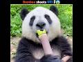 Bamboo Shoots Nature Tender Treasure #shorts #bamboosoots