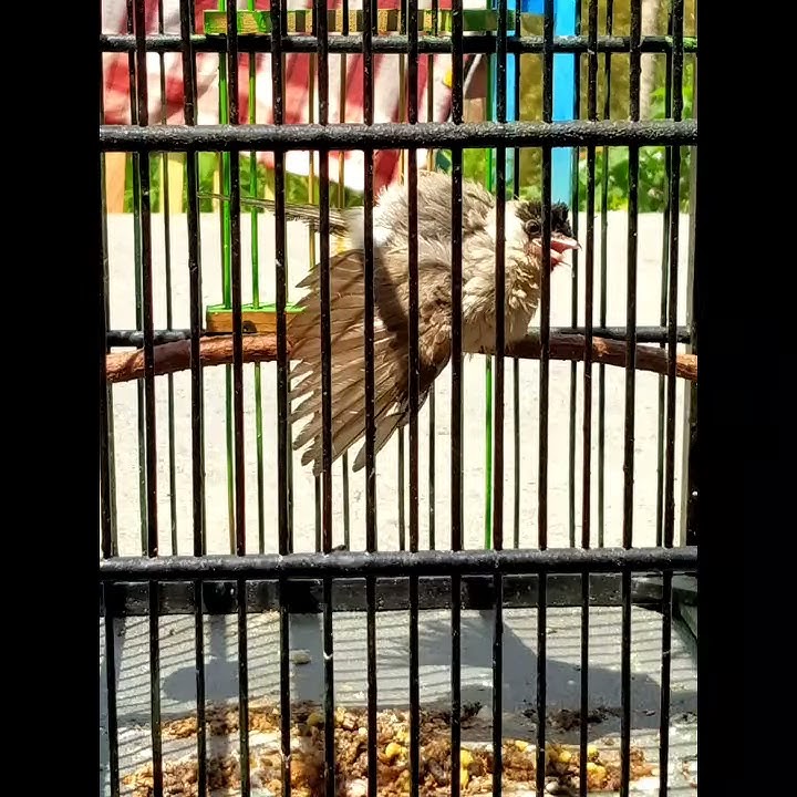 Pikat ampuh Kolibri ninja, dan semua jenis burung, ampuh