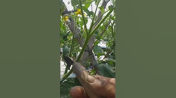 CARA MELEBATKAN BUAH TOMAT.@tanitjchannel2548