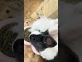 bunny bunny