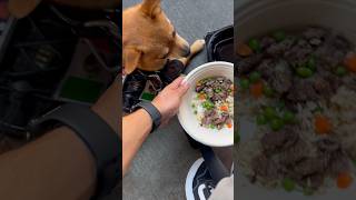 Dog friendliest restaurant