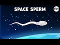 Why NASA is shooting Mouse Sperm into Space