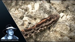 Pygmy Rattlesnake In Motion 01