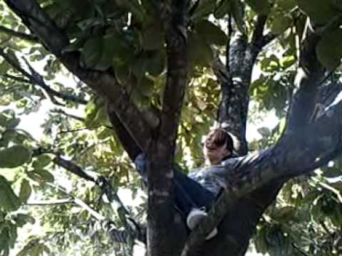 brians stuck in a tree