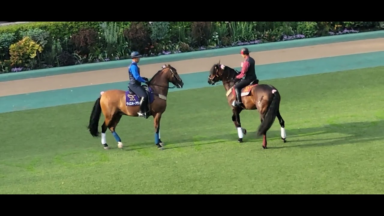 Horse Dance - YouTube